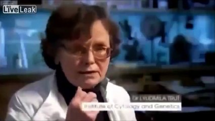 تجربة حية للتطور تحول الثعلب الفضي الى كلب