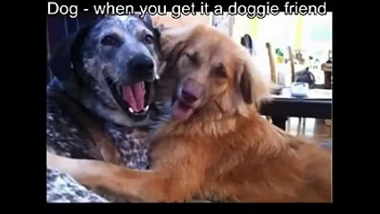 Cat Versus Dog -The difference between cat and dog