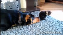 Dogs Annoying Cats with Their Friendship - Huffington Post