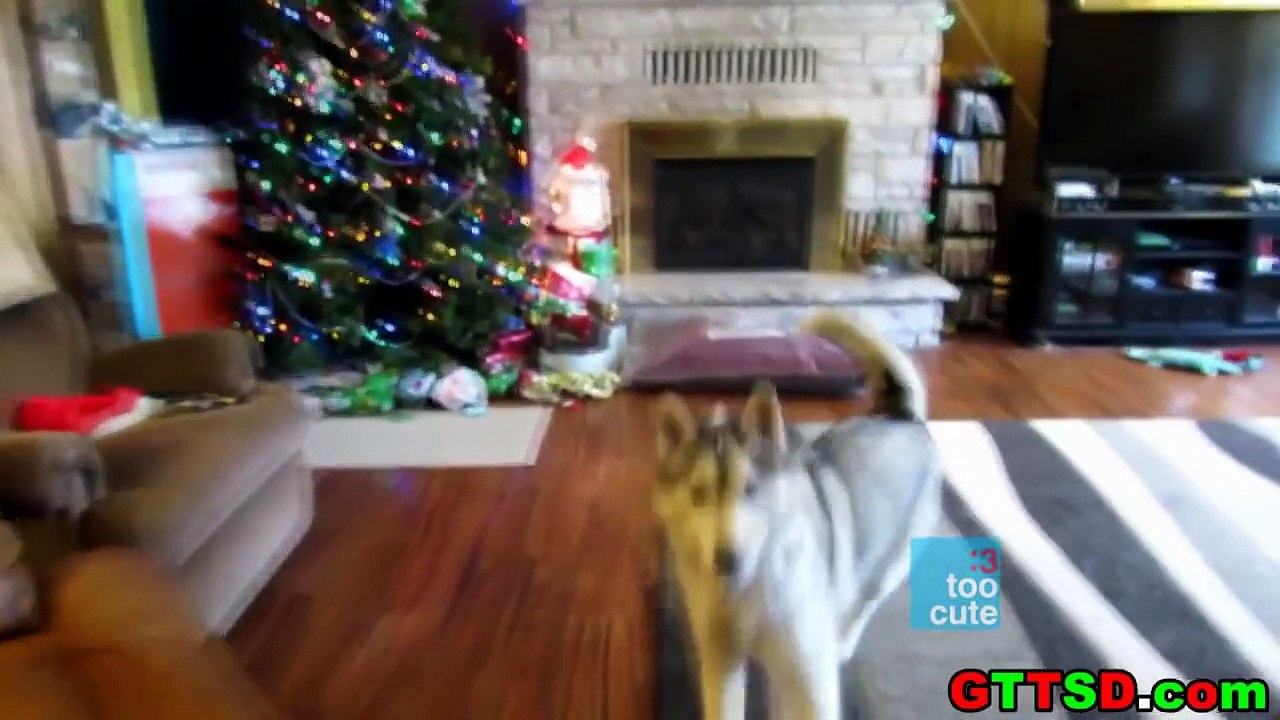 Merry Christmas Funny Cat Funny Dogs compilation. Cat fails 2015