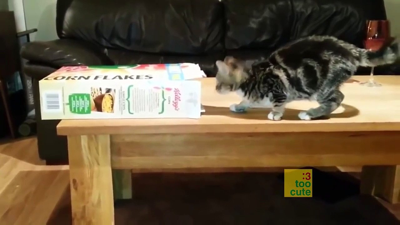 Funny Cats compilation. Cat fails. November 2015