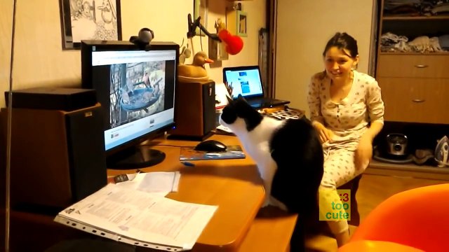 Smart cat. Too Cute Compilation- Funny Cats, Funny Dogs. Cat fails. Dog Fails. December 2015