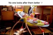 Cats taking care of babies... So cute compilation
