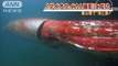 Calamar géant filmé  au japon