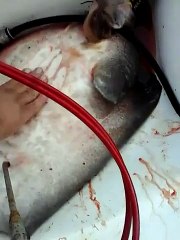 Une Raie donne naissance à ses petits dans un bateau