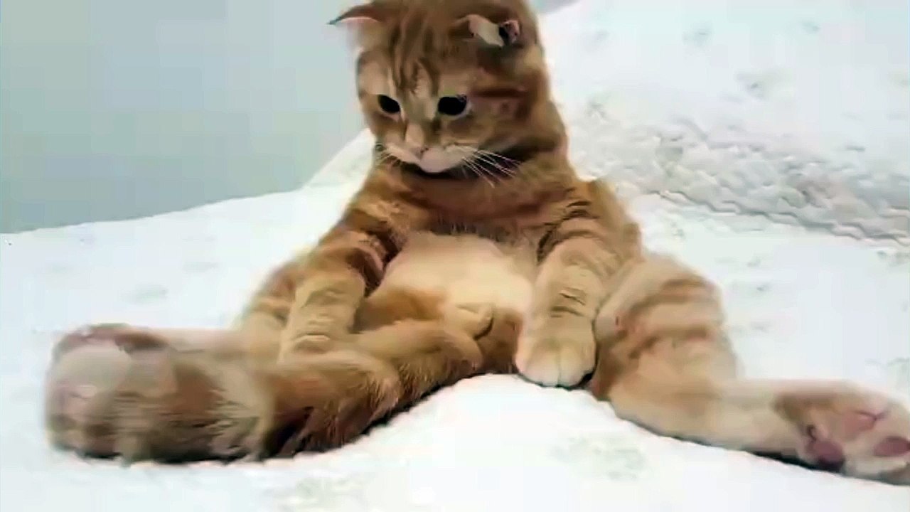 Funny Cat looking at his own tail