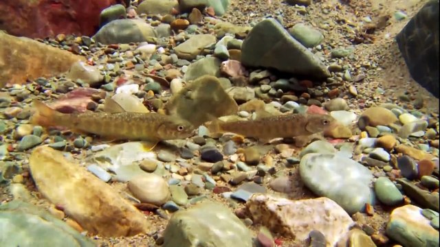 Glacier National Park - MONTANA - Travel Documentary HD