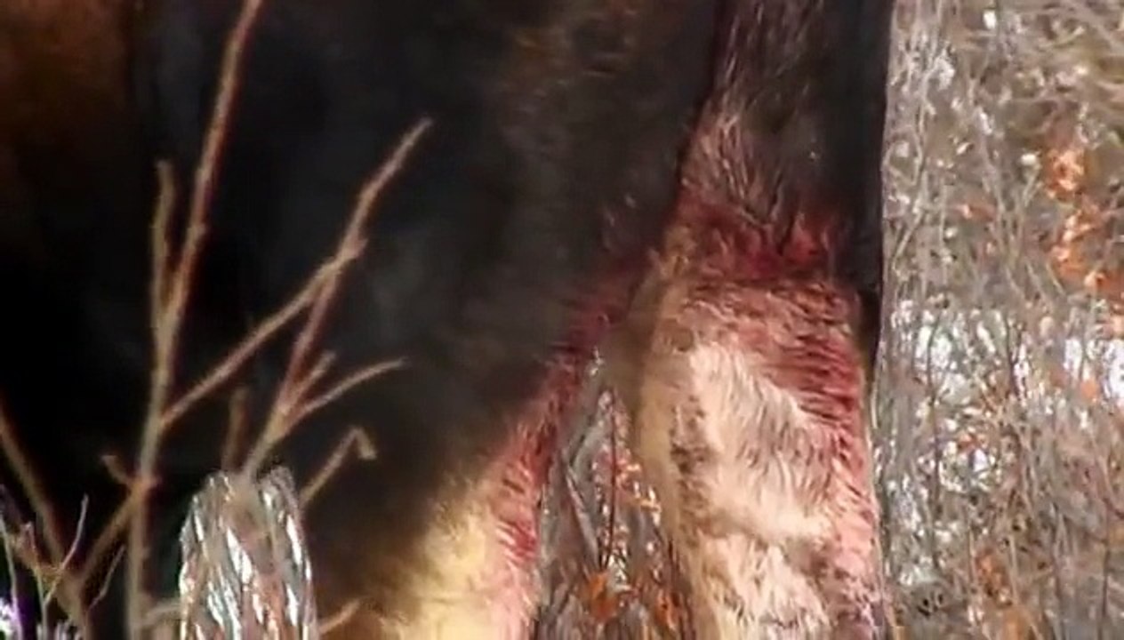 National Geographic Extreme Alaska_ Denali National Park (Nature Documentary