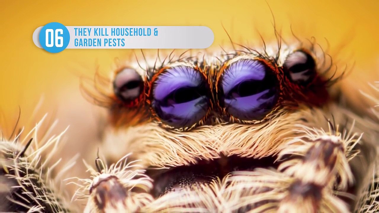 Why You Shouldnt Be Afraid of Spiders