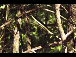 Tiger Of The Bird - Best Animal Video -