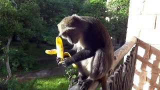 Monkey Eating A Banana (Baobab Hotel, Kenya)