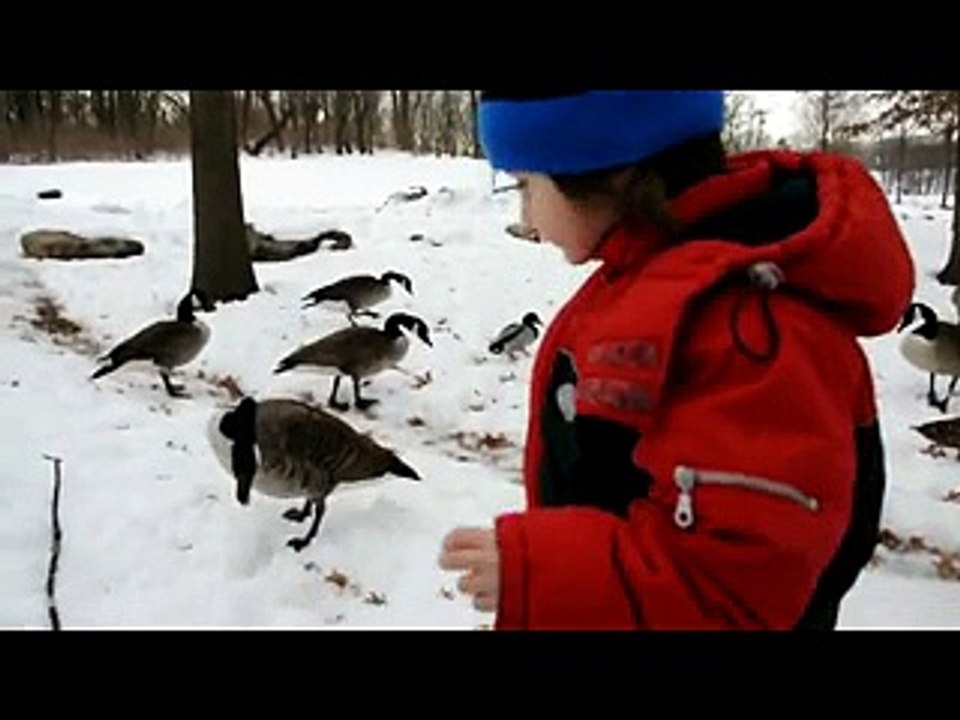 Duck bites a little boy