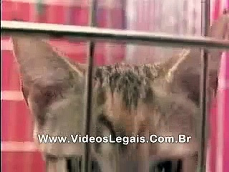 Adopted Squirrel