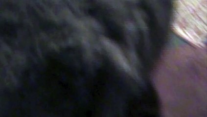 Funny! Skitty responds and 'warms up' on...