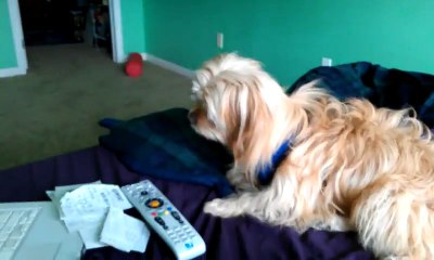 Confused Norfolk Terrier