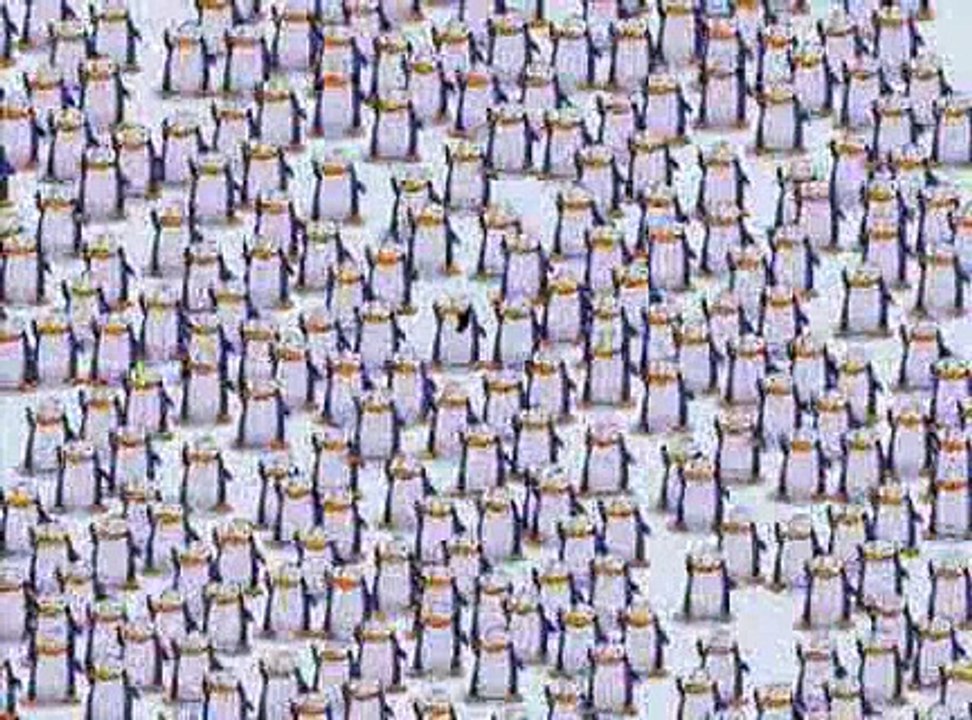 Primo the penguin