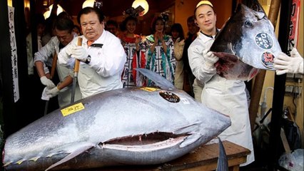 World’s Most Expensive  Fish