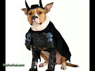 Dogs Who Think They Are Superheros