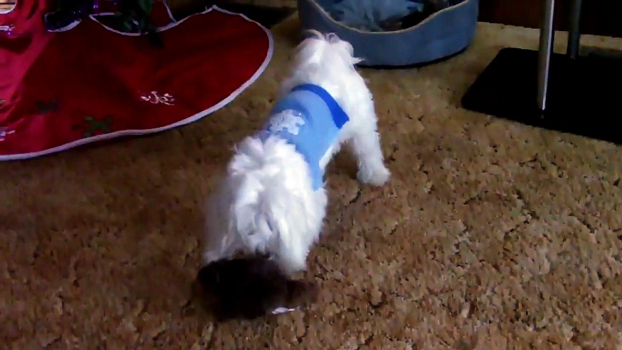 Puppy gets a pet