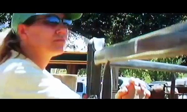 Joung Stallion attacks man out off the blue,Hengst attackiert Mann, cavalo inteiro attaqua homen