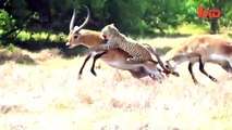 Leopard Attack Antelope Narrowly Escapes Death