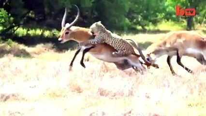 Leopard Attack Antelope Narrowly Escapes Death