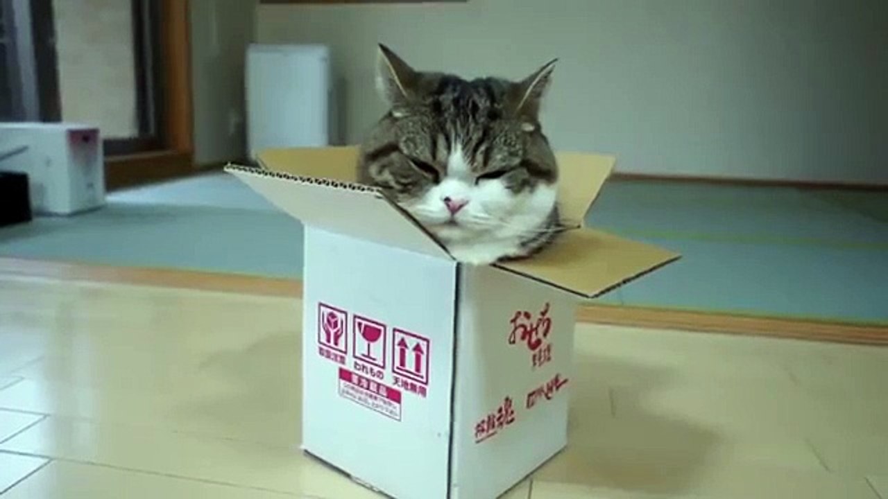 Кошке есть чем заняться. Смешная кошка