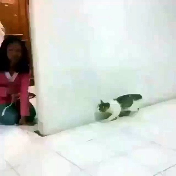 Frightened cat