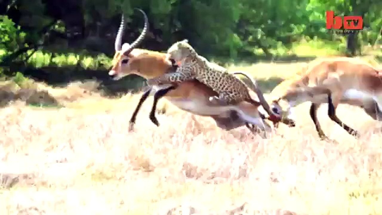Leopard AttackAntelope Narrowly Escapes Death