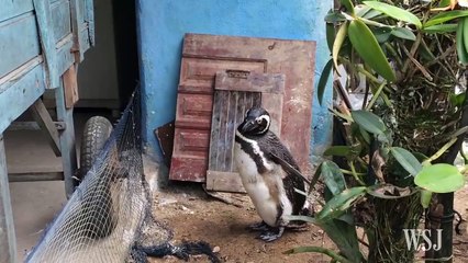 Penguin Rescued from Oil Spill Returns Each Year to Visit His Friend