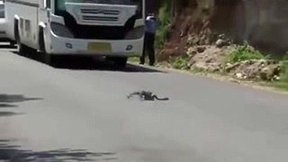 snake and nevla fight must watch and share video