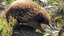 Why Do Echidnas Have Four Headed Penises? Animals World