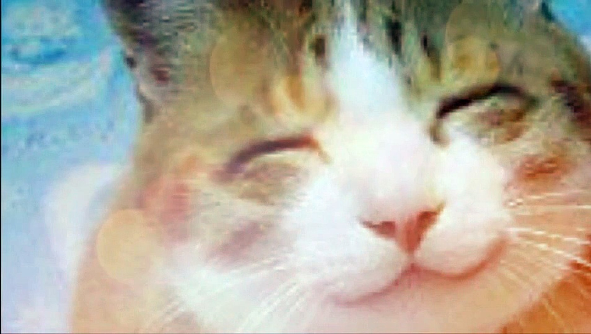 ⁣Billi Mausi - Popular Hindi Nursery Rhymes Full animated cartoon movie hindi dubbed movies