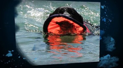 Black Lab Crazy Over Flippy Flopper