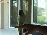 Athletic Parrot