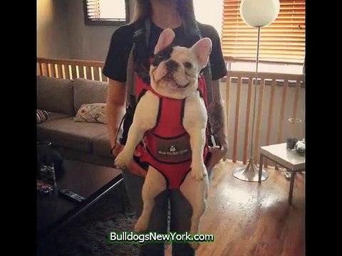 Adorable French Bulldog Pictures