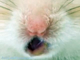 Hamsters