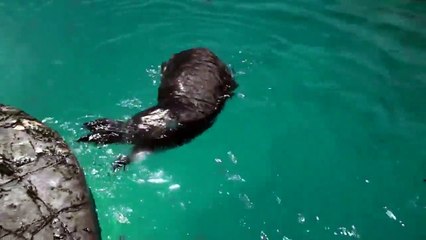 Sea otter cleans itself