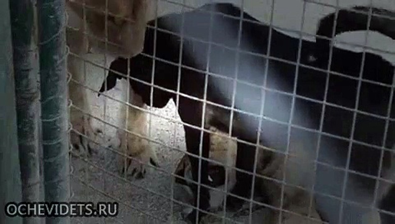 Собака воспитывает тигров
