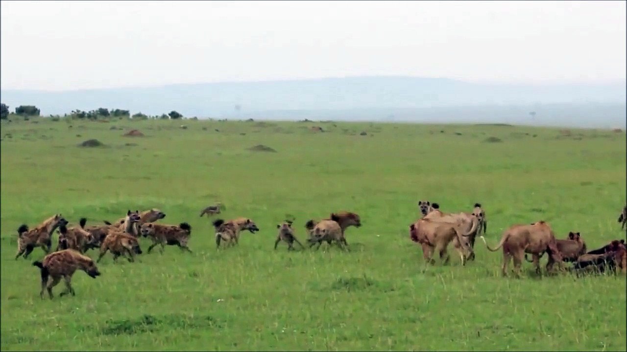 Lions vs. Hyenas - 2015