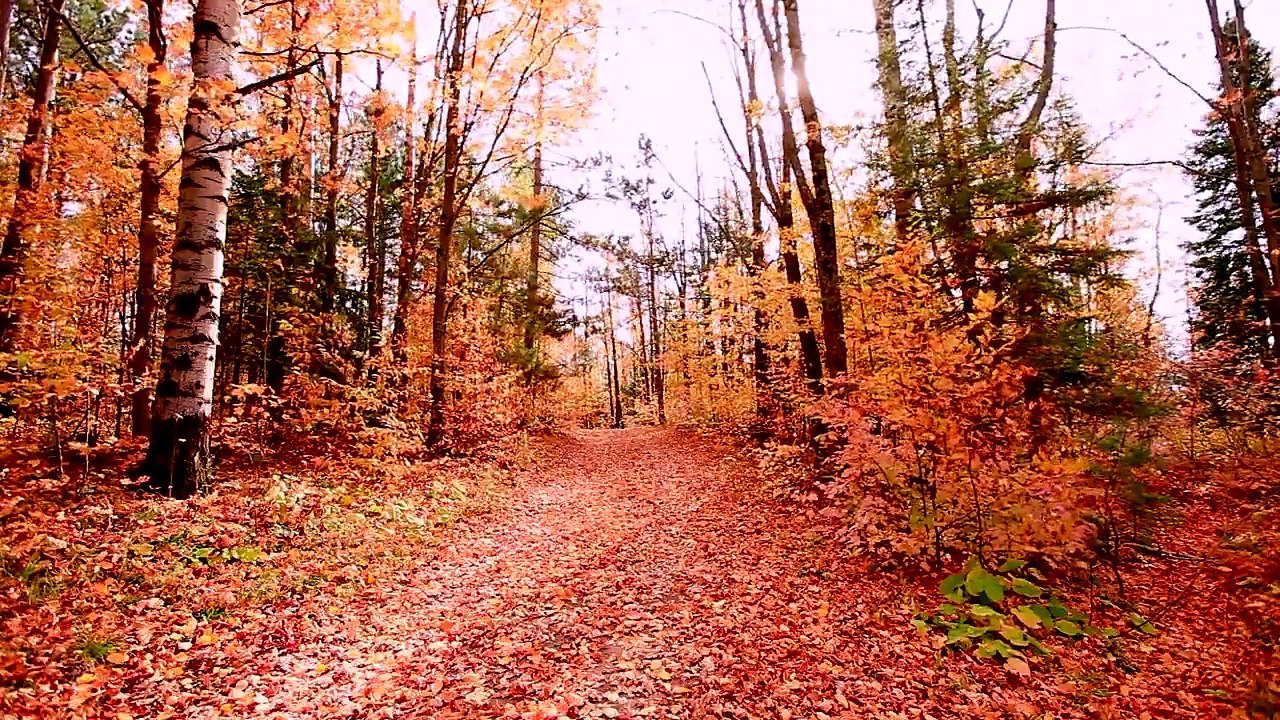 Autumn Colors
