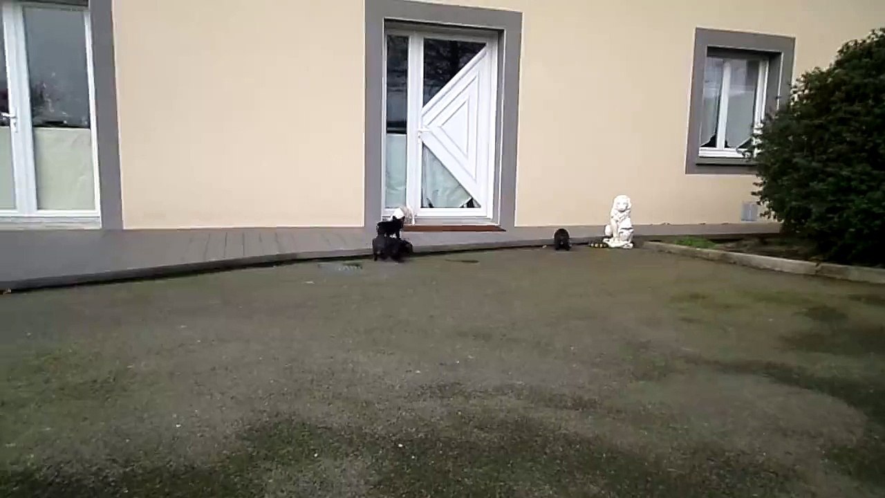 toujours en promenade