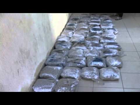 OPERACION ANTIKANABIS NE SHKODER, POLICIA ARRESTON TRE PERSONA ME 76 KILOGRAM DROGE LAJM