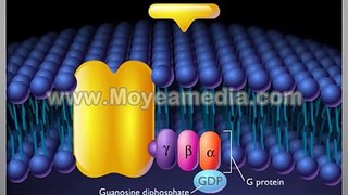 Drug_Receptors