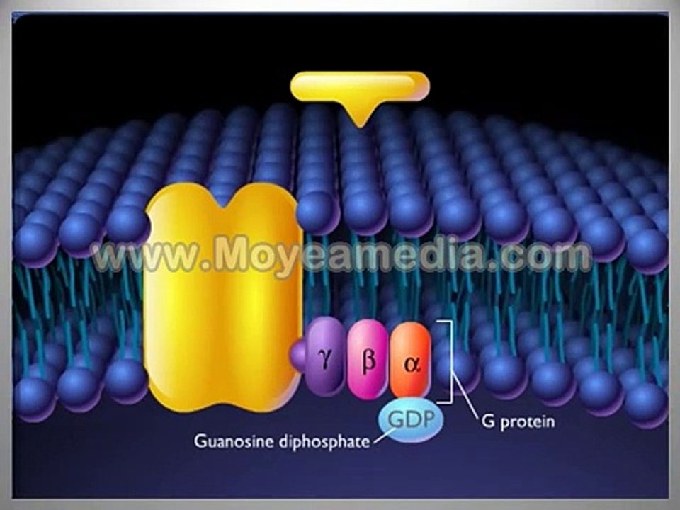 Drug_Receptors