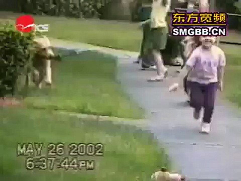 The Worlds Most Funny Dog Videos May 2014