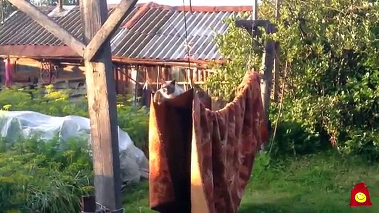 Выкрутасы прикольного кота. Смешной кот на висячем ковре