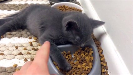 Hard to stay awake for this little kitty