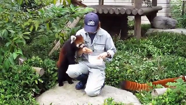 TOP 5 best video Сute Red Panda. ТОП 5 Лучшие видео смешная красная панда.