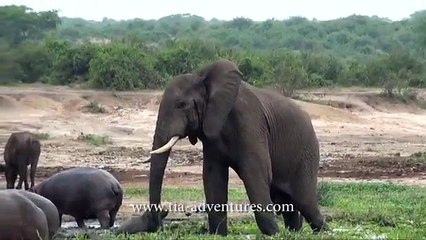 BABY HIPPO VS ANGRY ELEPHANT